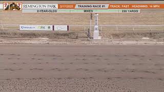 Feb 17, 2025 - Remington Park training race #1