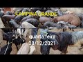 FEIRA DE ANIMAIS SUÍNOS, BODE CABRAS E OVELHAS EM CAMPINA GRANDE-PB 08/12/2021 confira $$