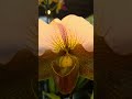 #miami #lotr #plants #flowers #nature #orchids #orquideas