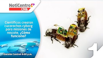 Científicos crearon cucarachas cyborg para misiones de rescate. ¿Cómo funciona?