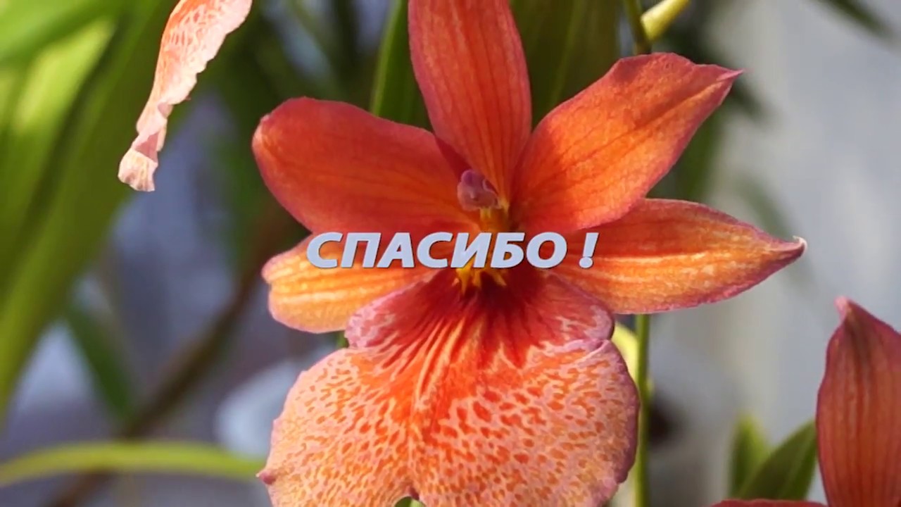 Мои орхидеи КАМБРИИ и ЗИГОПЕТАЛУМЫ
