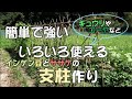 【自然農】インゲン豆とササゲの支柱作り　[Natural farming] Prop up Kidney beans and Cowpea