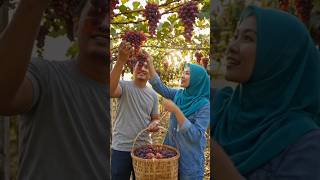 panen anggur segar dari kebun 🍇🍇 #gardening #grape #anggur #suasanapedesaan