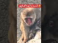 #パンチ #babymonkey #funny #animals #monkey #punch #พันช์คุง #zoo #สัตว์โลกน่ารัก