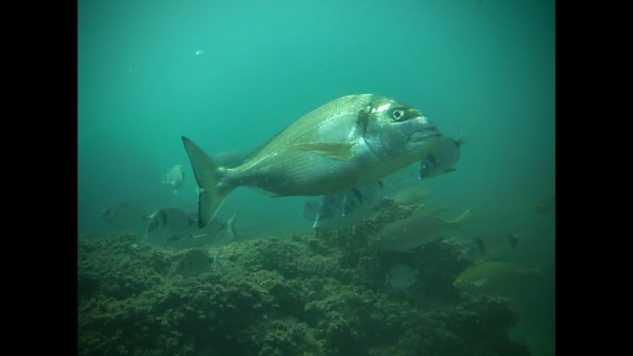 Orata (Sparus aurata) - Gilt head bream