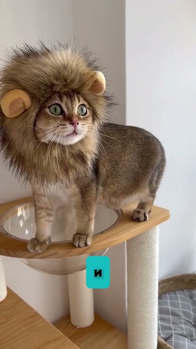 Почему коты мяукают #фактысовсегомира #факты #котики - YouTube