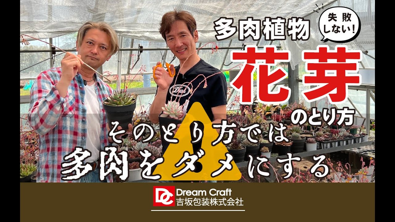 失敗しない！】”花芽のとり方”そのとり方絶対やめて!!多肉をダメにして