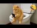 いたずらな動物たちがあなたを笑い死にさせるかも 😂