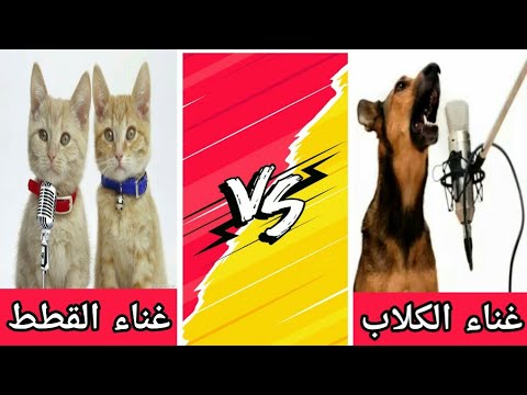 فيديو: هل لدى الكلاب والقطط تفضيلات اليد اليسرى واليمنى؟