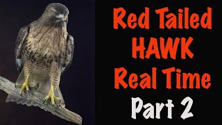 Famous Red Tailed Hawk grooming. Now Real Time. Enjoy. Profile