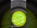 #VLOG: DIA DE LABORATÓRIO DE MICROSCOPIA💚🔬