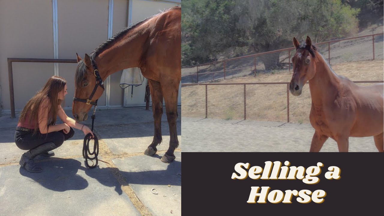 How To Get Over Selling Your Horse