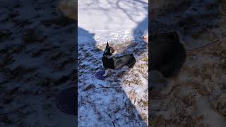 I found frisbee! #corgi #winterfun