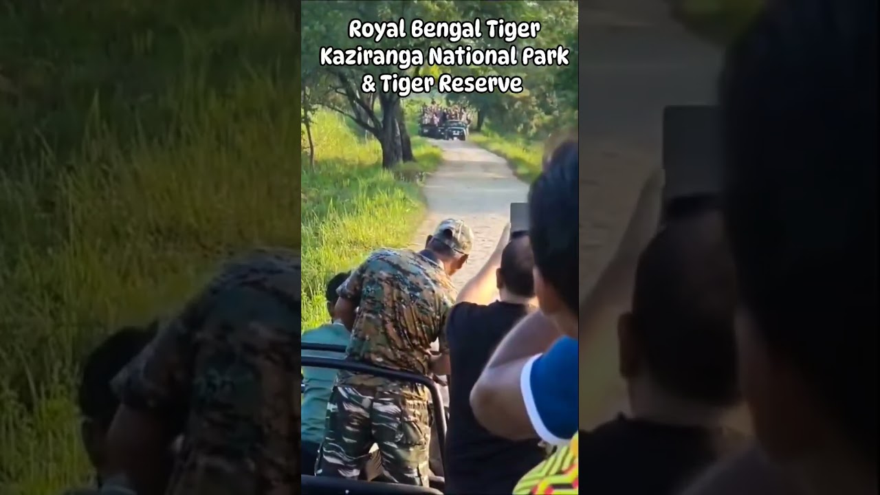 Royal Bengal Tiger sighting || Kaziranga National park & Tiger Reserve 