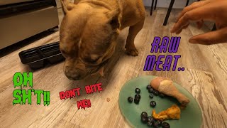 FEEDING MY AMERICAN POCKET BULLY RAW!! by The bully scientist 371 views 10 months ago 18 minutes