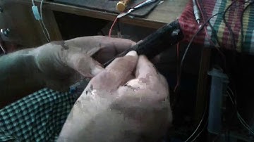 symphoney v75 frp unlock by cm2 doogle