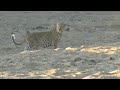 2025 7 24 Am Ngala Male Leopard 2025 7 24 Am Ngala Male Leopard