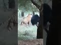 Harimau VS Beruang #Fakta #Shorts