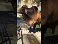 Big bull #biggest #bull #animals #farming #viralvideo #shorts