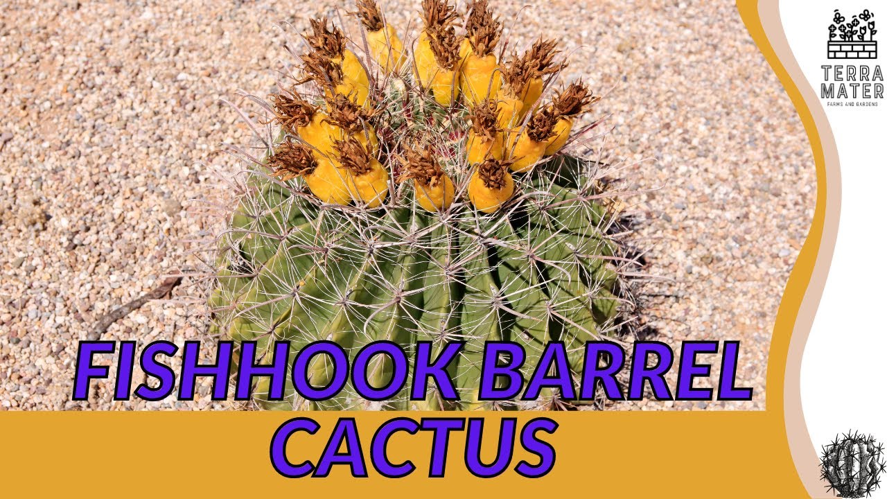 FERROCACTUS WISLENZI Fishhook Barrel Cactus Information, Description &  More! 