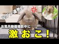 お風呂撮影の裏側で激おこなホーランドロップのうさぎさん ＃043