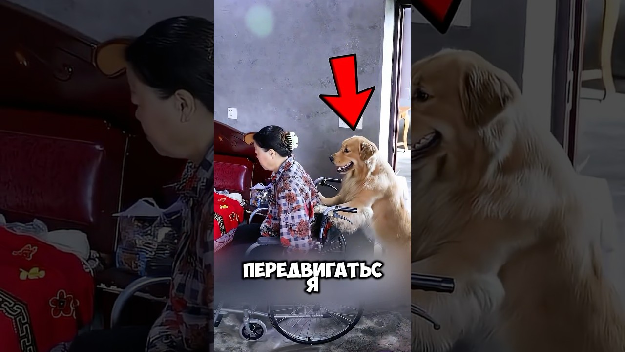 Пёс Помогает Хозяину Инвалиду! ❤️ 
