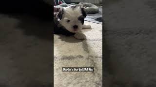 Biggest 4 week #shihtzu #puppies #shorts #furbabies #shihtzupuppies Biggest 4 week #shihtzu #puppies #shorts #furbabies #shihtzupuppies