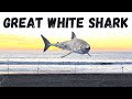 We Caught A GREAT WHITE SHARK From The BEACH (Shark Fishing Explained)
