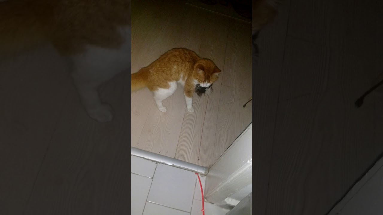 Kral şakir kedinin oyuncağı komik kedi YouTube