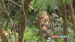 সুন্দরবনে বাঘ, কুমির, সাপ লোকালে আসার কারন জানালেন: সাংবাদিক নজরুল ইসলাম আকন