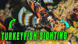 Two-Spot Turkeyfish Observed in Rock Crevice