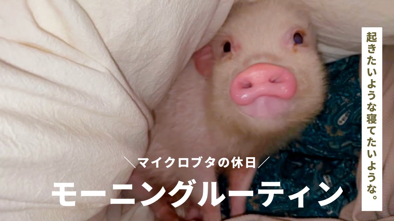 マイクロブタのモーニングルーティン