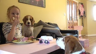 Ignoring my dogs while eating : Will beagles steal food off the table?