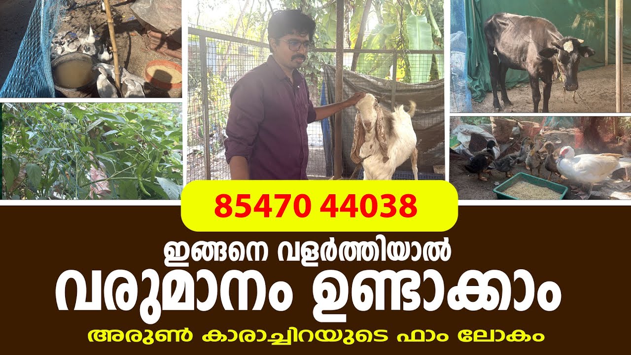 ഇങ്ങനെ വളർത്തിയാൽ വരുമാനം ഉണ്ടാക്കാം