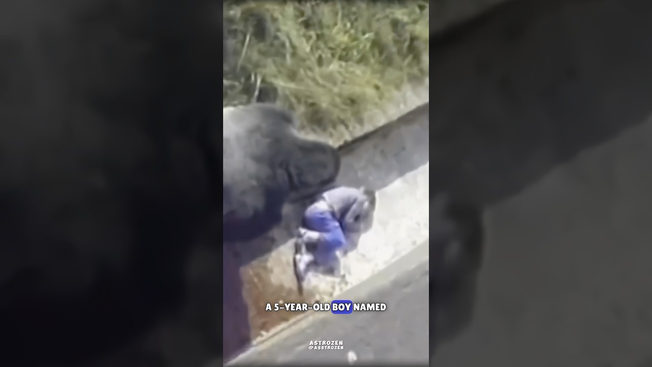 Gorilla Protects Little Boy 