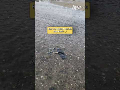 POV: You try to get your shoe back from a crab 🦀 #fail #funny 1 POV: You try to get your shoe back from a crab 🦀 #fail #funny