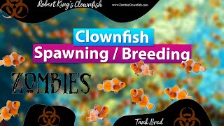 Clown Fish Spawning & Breeding with Robert King's Clownfish