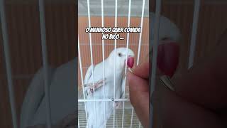 Ring neck manhoso !!! #ringneck #pets #aves #funny #exoticpets