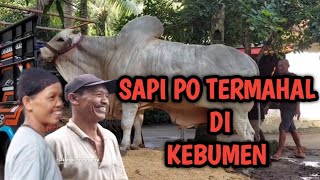 Download Lagu FANTASTIS SAPI PO TERMAHAL DI KEBUMEN 2022 ❗SURYO MENGGOLO MP3