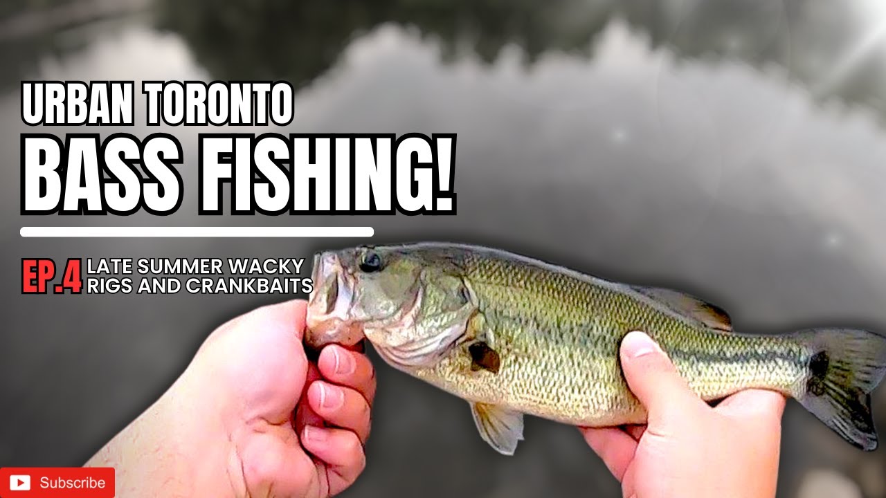 BASS FISHING in Ponds Around Toronto!! (Largemouth Bass Fishing From Shore!)