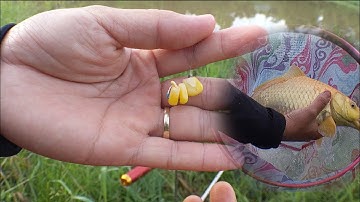 câu cá hồ tự nhiên. cá ăn mồi hạt ngô