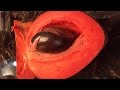 How To Eat A Pouteria Sapota Chiku Mamey Sapote How To Eat A Pouteria Sapota Chiku Mamey Sapote
