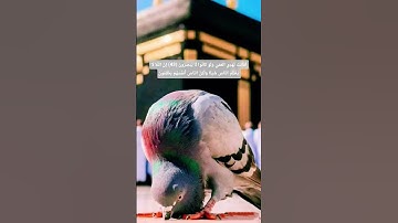 #لايك #quran #المصحف #اكسبلور #قرآن #قرآن #قران_كريم #تلاوة_خاشعة