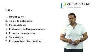 Estenosis pulmonar - Demo curso cardiología veterinaria