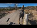 Un Paseo a Caballo y Almuerzo en el Campo