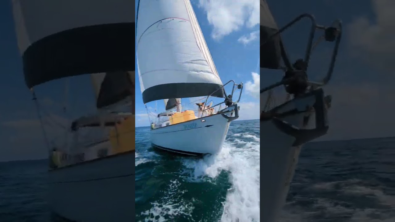 Sailing life #happy #sun #animals #sailing #dogs #ocean #yacht #shorts #video #reels #vacation