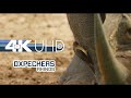 Oxpeckers on Rhinos | African Animals 4K UHD Part 1 | Wildlife Natural 7.1 Sound