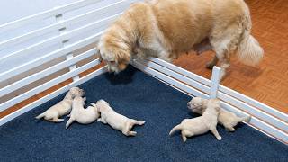 Hungry Puppies Cry for Their Mom’s Milk… But She Refuses to Feed Them!