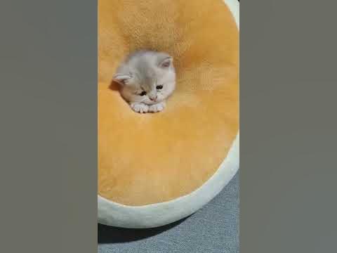 The Untold Story of tabby cat - YouTube