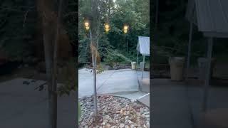 Mother Bear and Cubs Casually Walking by a Backyard